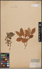 Foto von Salix caprea L.